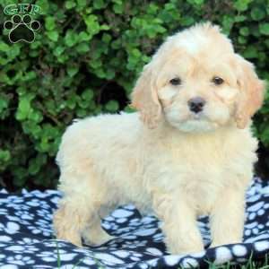 Evan, Cockapoo Puppy