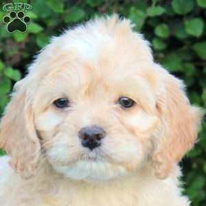 Evan, Cockapoo Puppy