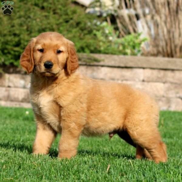 Evan, Golden Retriever Puppy