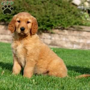 Evan, Golden Retriever Puppy