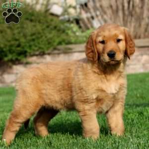 Evan, Golden Retriever Puppy