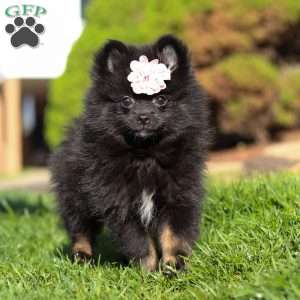 Evelyn, Pomeranian Puppy