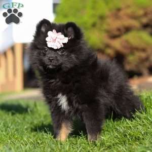 Evelyn, Pomeranian Puppy