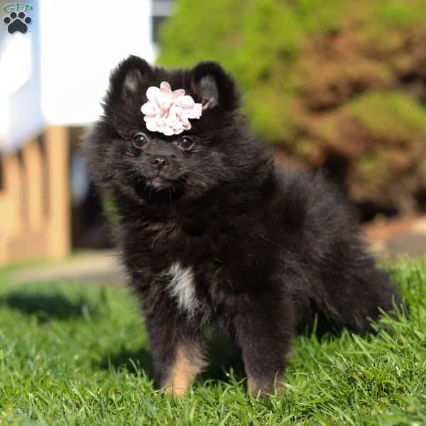 Evelyn, Pomeranian Puppy