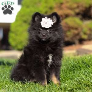 Evelyn, Pomeranian Puppy