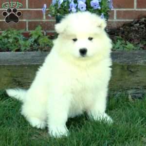 Samoyed Puppies For Sale - Greenfield Puppies