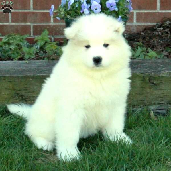 Evelyn, Samoyed Puppy