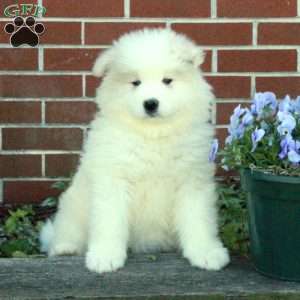 Evelyn, Samoyed Puppy