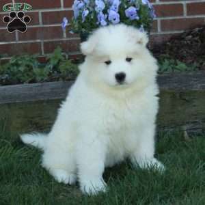 Evelyn, Samoyed Puppy