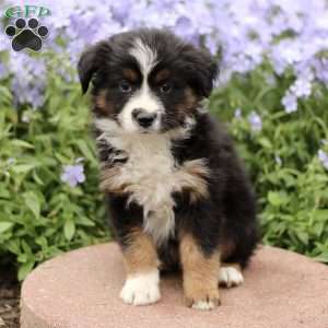 Evelyn, Miniature Australian Shepherd Puppy