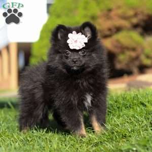 Evelyn, Pomeranian Puppy