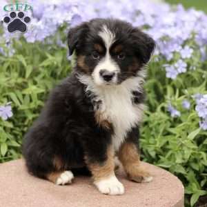 Evelyn, Miniature Australian Shepherd Puppy