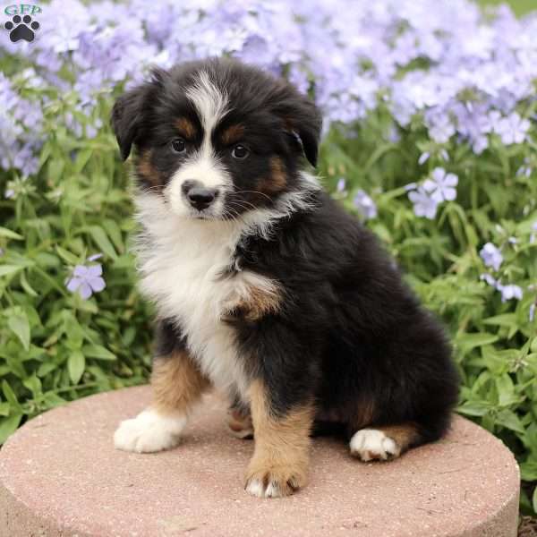Evelyn, Miniature Australian Shepherd Puppy