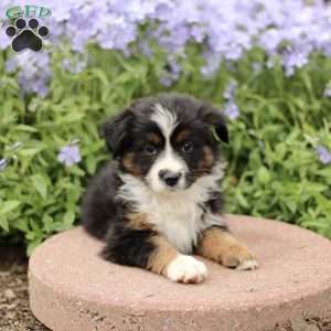 Evelyn, Miniature Australian Shepherd Puppy