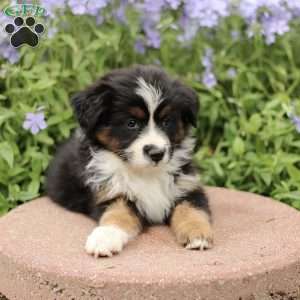 Evelyn, Miniature Australian Shepherd Puppy