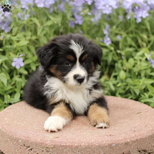 Evelyn, Miniature Australian Shepherd Puppy