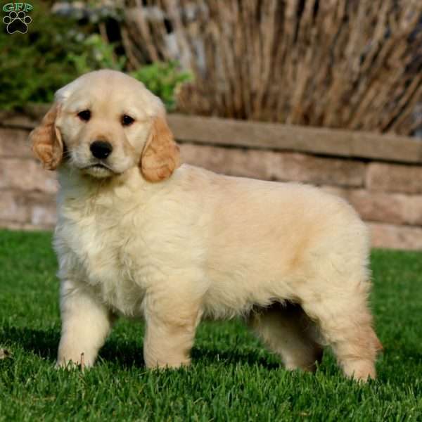 Everest, Golden Retriever Puppy