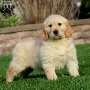 Everest, Golden Retriever Puppy