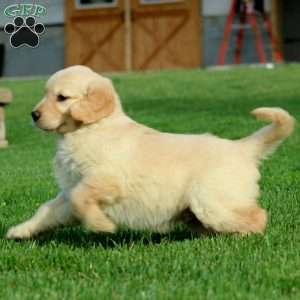 Everest, Golden Retriever Puppy
