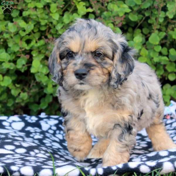 Everett, Cockapoo Puppy
