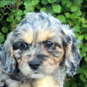 Everett, Cockapoo Puppy