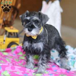 Ezra, Miniature Schnauzer Puppy