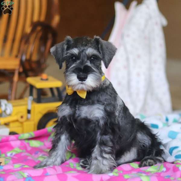 Ezra, Miniature Schnauzer Puppy