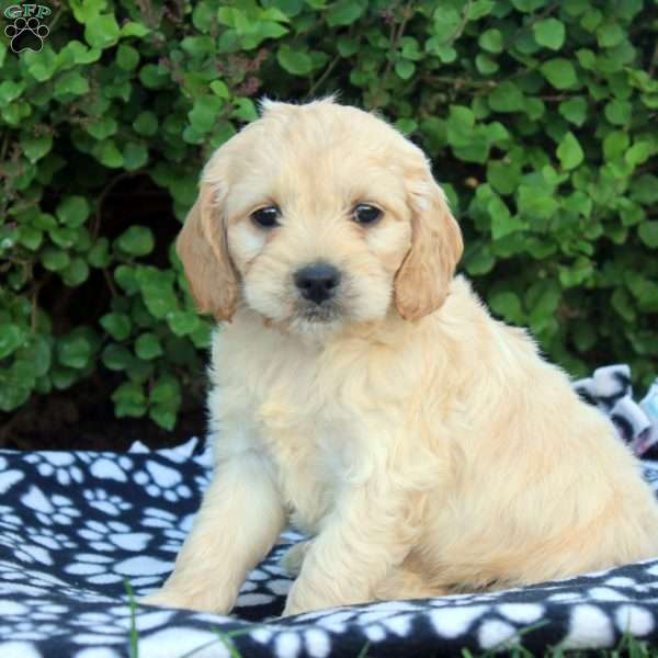 Ezra, Cockapoo Puppy