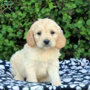 Ezra, Cockapoo Puppy