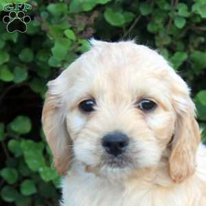 Ezra, Cockapoo Puppy