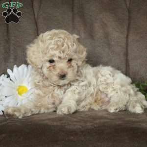 Ezra, Miniature Poodle Puppy