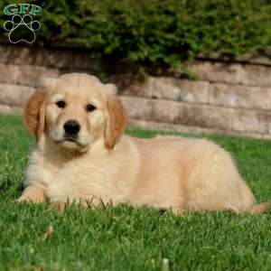 Ezra, Golden Retriever Puppy