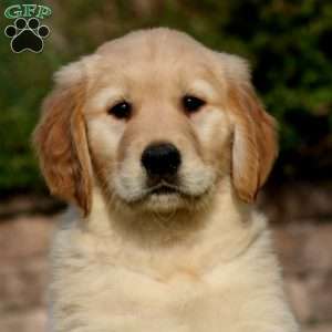 Ezra, Golden Retriever Puppy