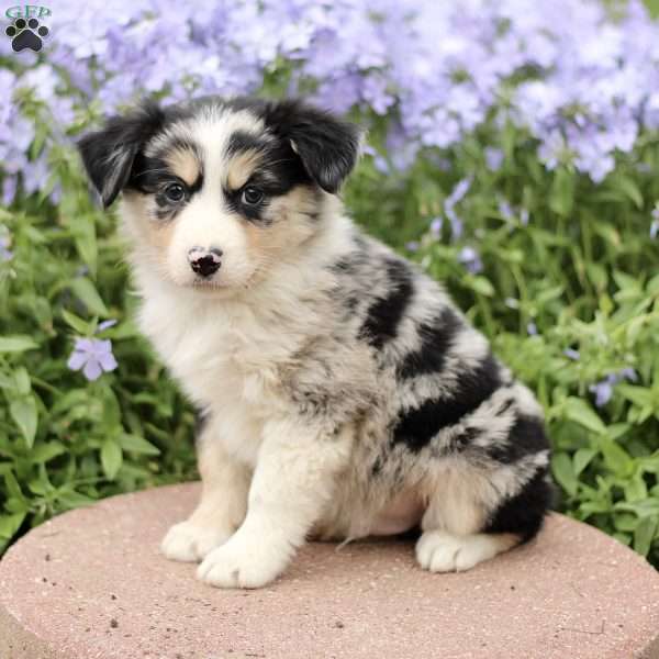 Ezra, Miniature Australian Shepherd Puppy