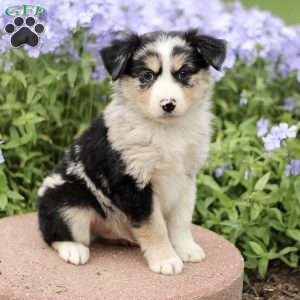 Ezra, Miniature Australian Shepherd Puppy