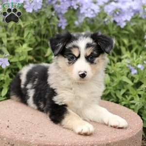 Ezra, Miniature Australian Shepherd Puppy