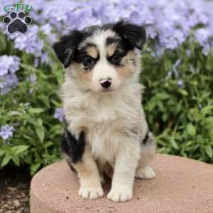 Ezra, Miniature Australian Shepherd Puppy