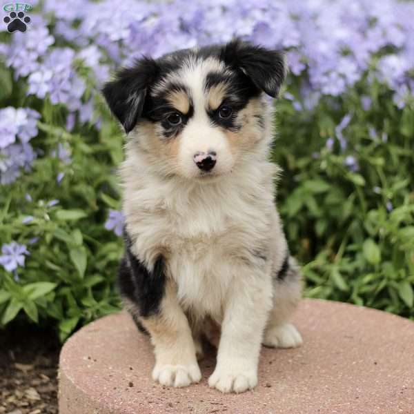 Ezra, Miniature Australian Shepherd Puppy