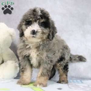 Jewels, Mini Bernedoodle Puppy