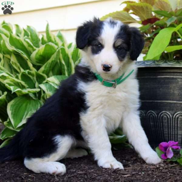 Faith, Border Collie Puppy
