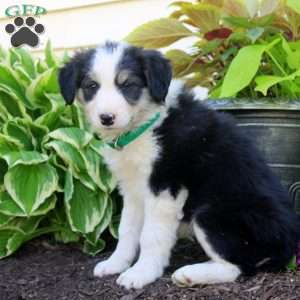Faith, Border Collie Puppy