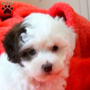 Faith, Havapoo Puppy