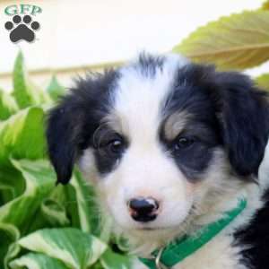 Faith, Border Collie Puppy