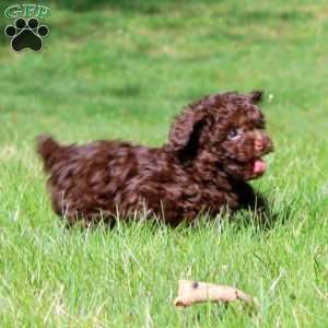 Fancy, Toy Poodle Puppy