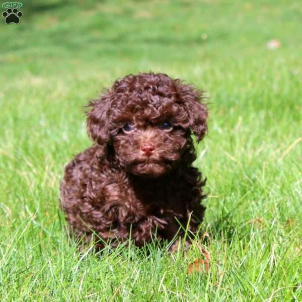 Fancy, Toy Poodle Puppy