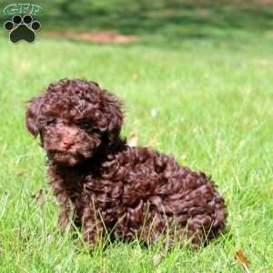 Fancy, Toy Poodle Puppy