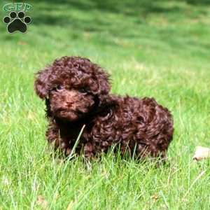Fancy, Toy Poodle Puppy