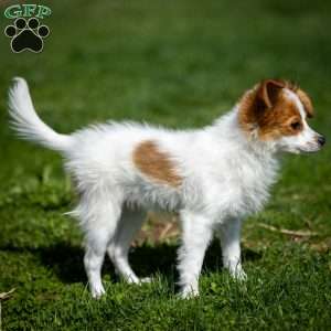 Fansie, Papillon Puppy
