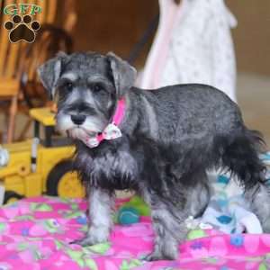 Faye, Miniature Schnauzer Puppy