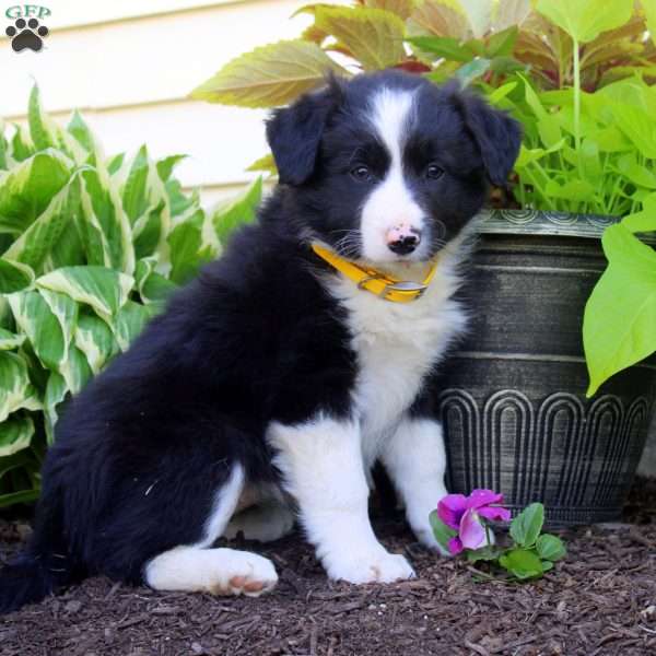 Faye, Border Collie Puppy